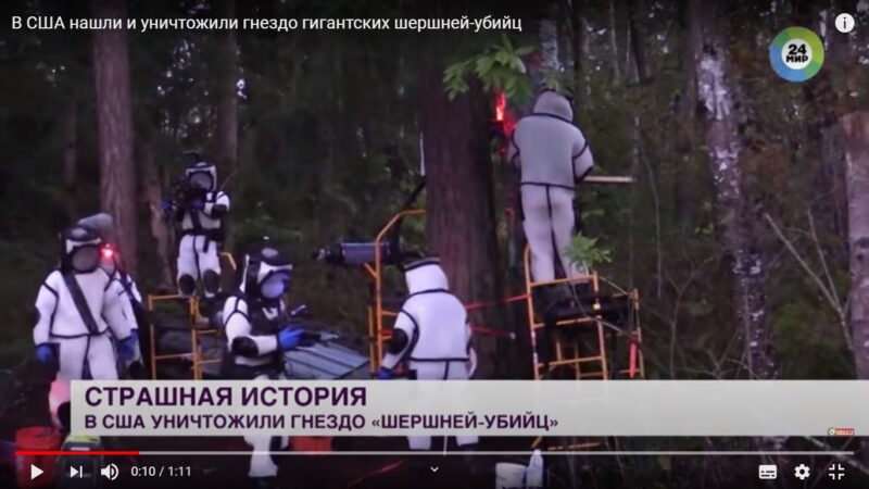 В США нашли и уничтожили гнездо гигантских шершней-убийц