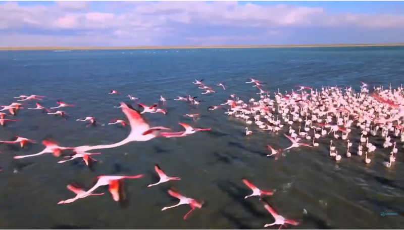 Розовый фламинго - дитя Актау: завораживающее видео с оз. Караколь