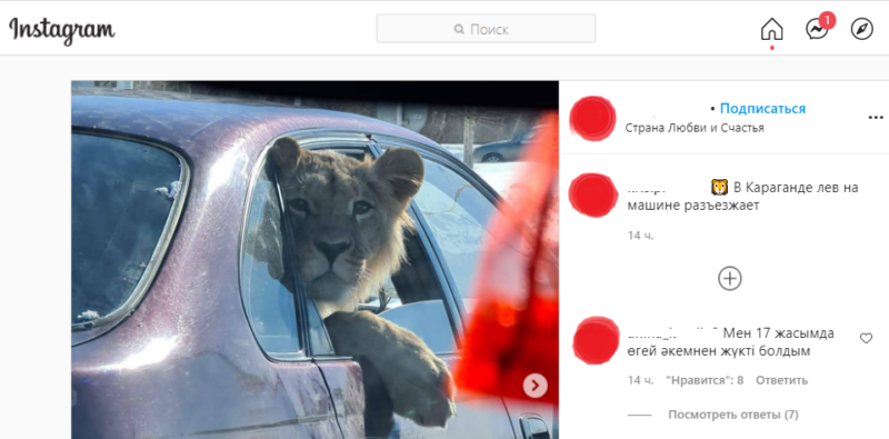 По улицам льва возили, как будто напоказ