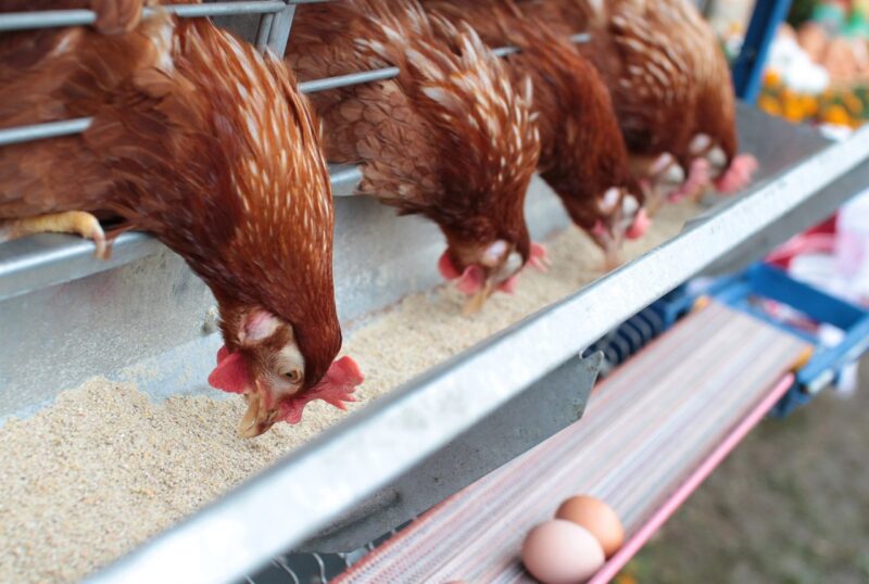 В ценовом сговоре подозревают казахстанских производителей масла и яиц В ценовом сговоре подозревают казахстанских производителей масла и яиц