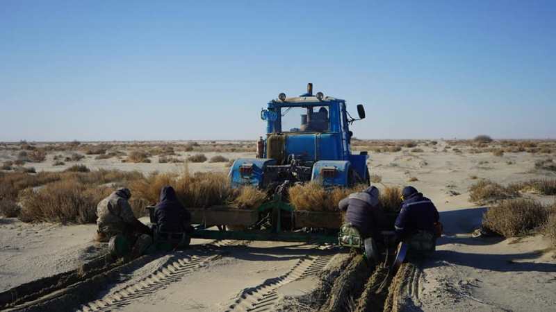 Казахстан примет спецпрограмму по посадке саксаула на дне Аральского моря