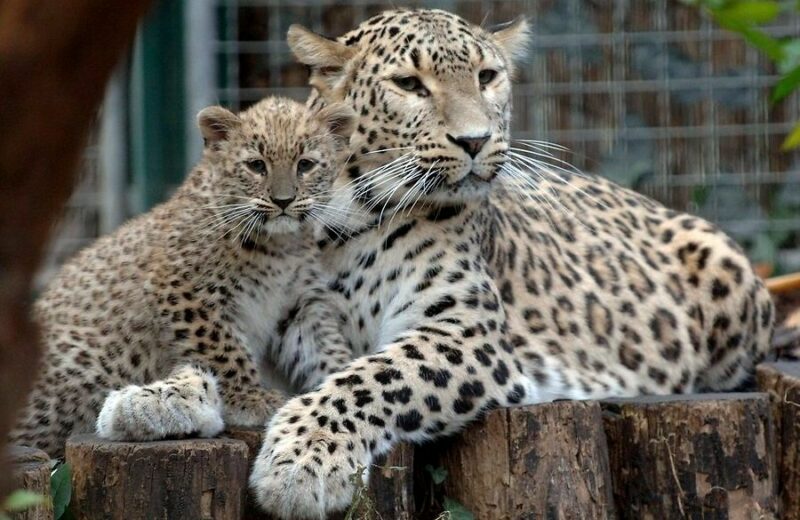 В Красную книгу Казахстана внесли еще трех животных В Красную книгу Казахстана внесли еще трех животных