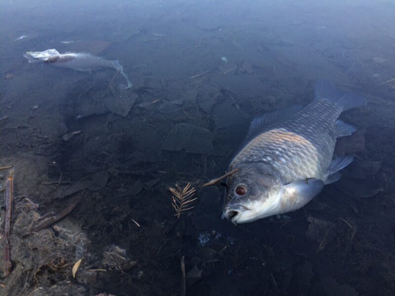 Массовую гибель рыбы обнаружили в Алматинской области Массовую гибель рыбы обнаружили в Алматинской области