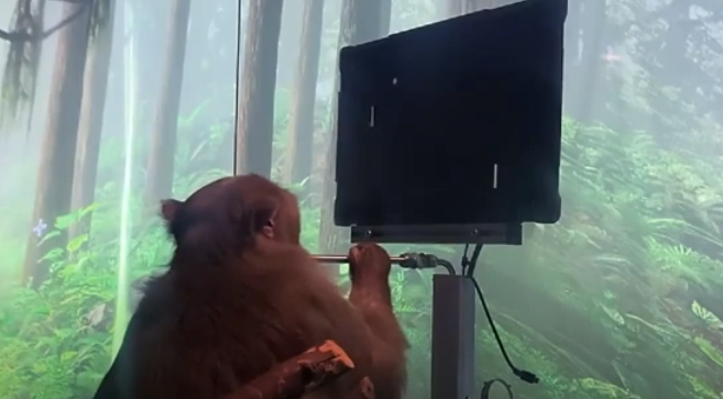 Илон Маск вживил чип в мозг обезьяны Илон Маск вживил чип в мозг обезьяны