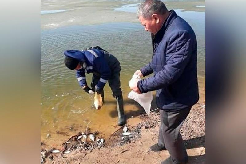 В Петропавловске на оз. Соленое зарегистрирована массовая гибель карася В Петропавловске на оз. Соленое зарегистрирована массовая гибель карася