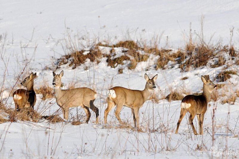 Десятки косуль погибли от голода в СКО Десятки косуль погибли от голода в СКО