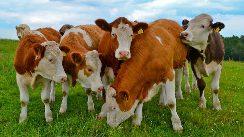 Как в Казахстане разрушают молодой бизнес Как в Казахстане разрушают молодой бизнес