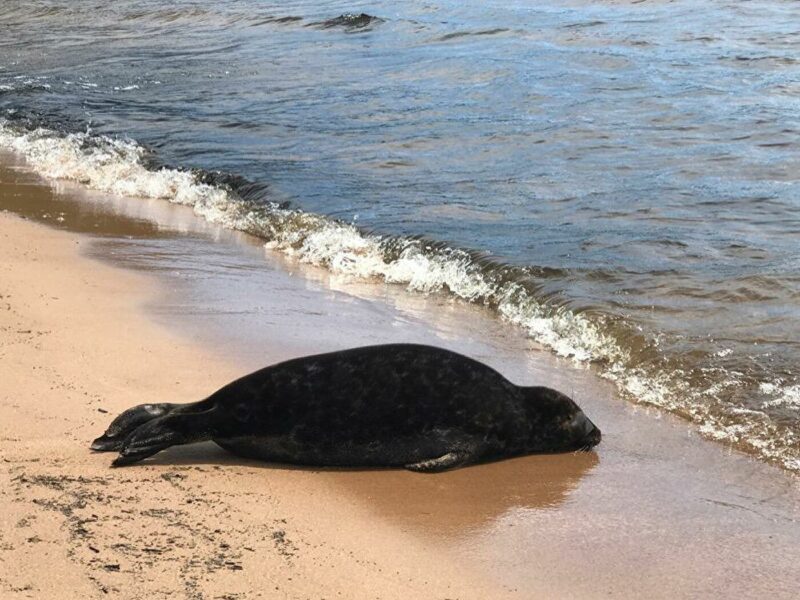Гибель краснокнижных тюленей на Каспии может быть связана с ловлей рыбы