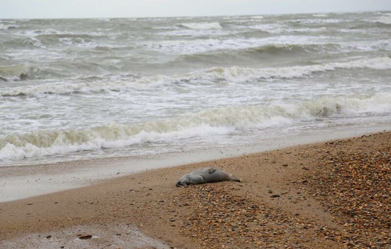 На берегу Каспия нашли более 150 краснокнижных мертвых тюленей