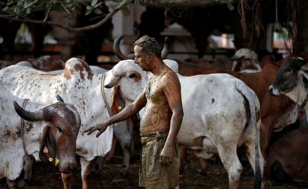 Индийцы ищут спасение от ковида в коровьем навозе