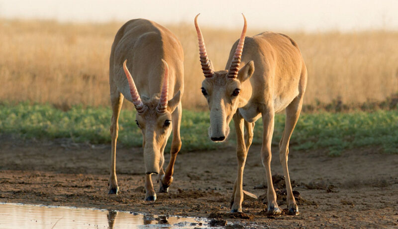 Какие меры предпринимает Казахстан для спасения сайгаков Какие меры предпринимает Казахстан для спасения сайгаков