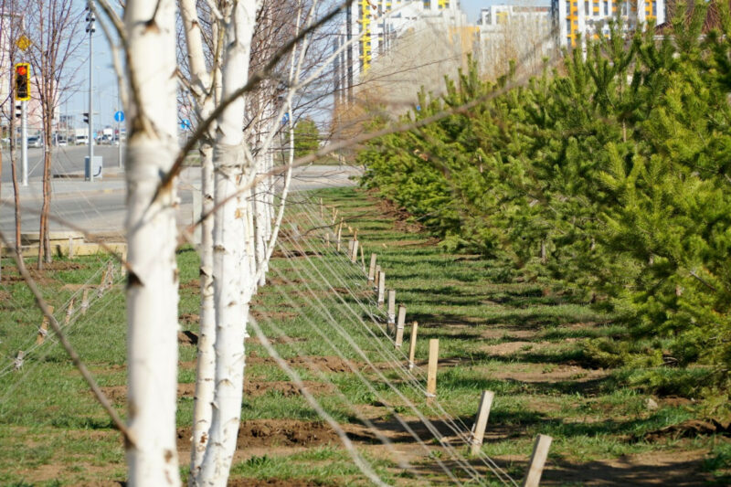В Нур-Султане высадят более 1 миллиона зеленых насаждений В Нур-Султане высадят более 1 миллиона зеленых насаждений