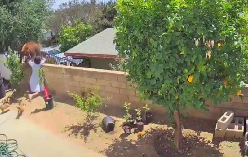 Отважная женщина защитила своих собак от медведя