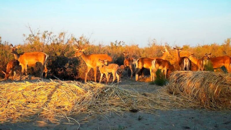 61 бухарского оленя выпустят в Иле-Балхашский резерват