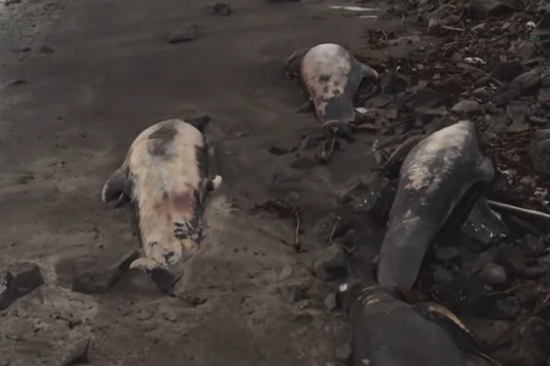 Киты выбросились на мель – видео Киты выбросились на мель – видео