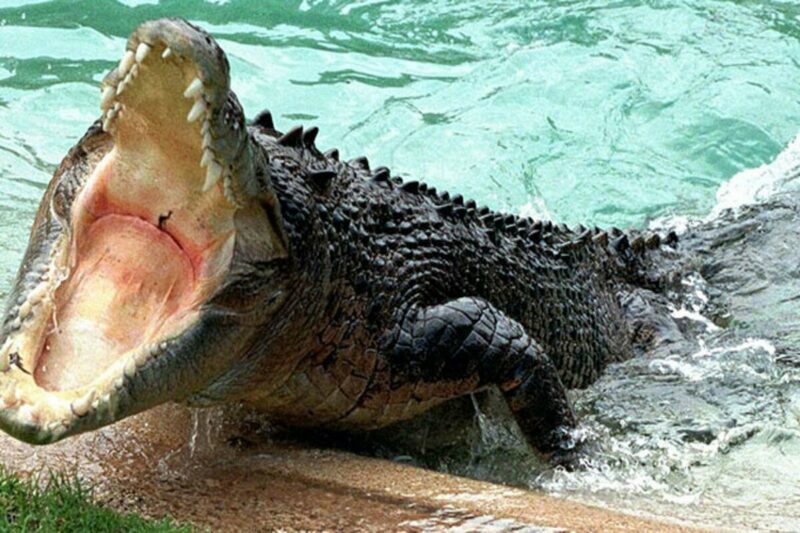 Крокодил съел девочку на глазах ее друзей в Индонезии