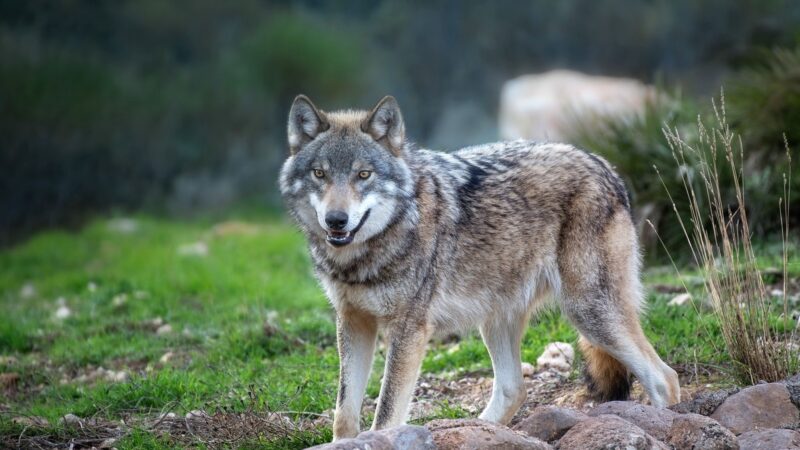 Как волк отомстил людям за убийство стаи Как волк отомстил людям за убийство стаи