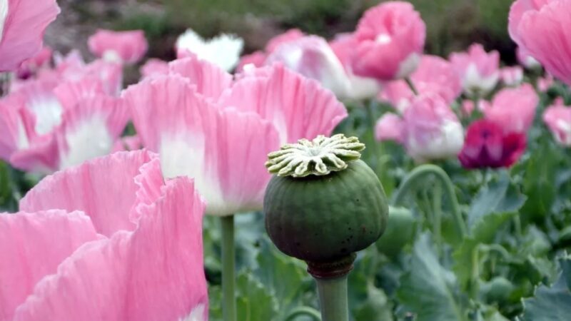 Афганистан: Возвращение талибов к власти усилило афганскую наркомафию