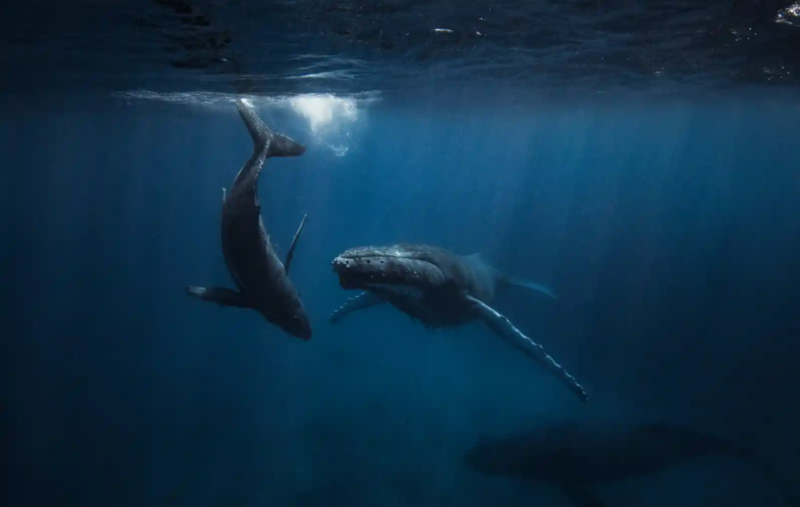 Океан шума: как звуковое загрязнение вредит морской жизни