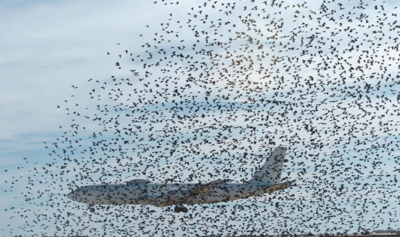 Air Astana: В Казахстане обострилась проблема столкновений самолетов с птицами