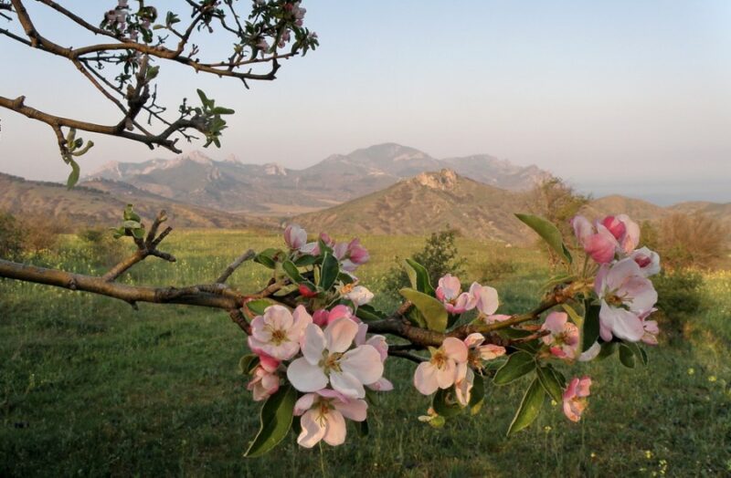 Китайские исследователи выяснили, как глобальное потепление изменяет фенологию растений