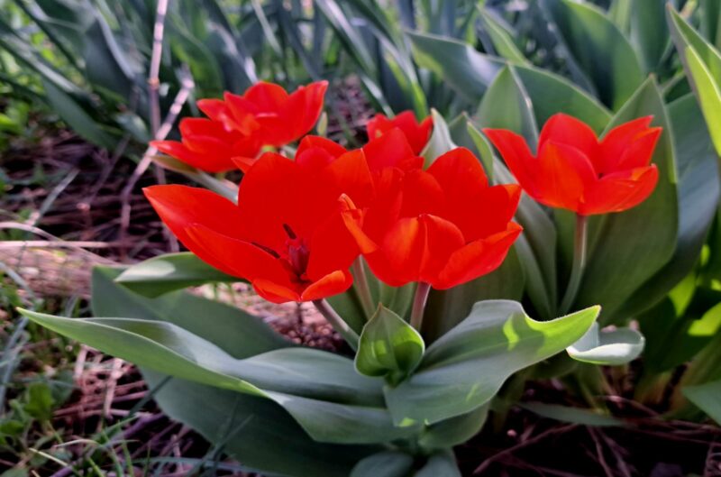 Прогноз погоды на 16 апреля в столицах Центральной Азии