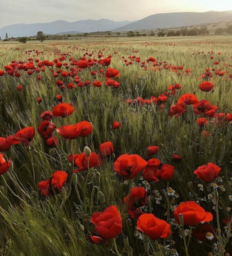 Прогноз погоды на 23 апреля в столицах Центральной Азии