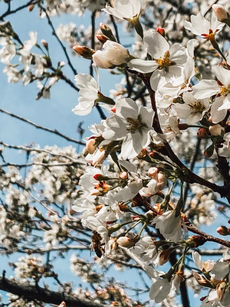 Прогноз погоды на 19 апреля в столицах Центральной Азии