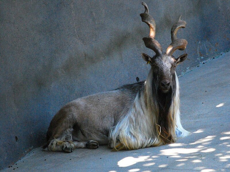 Обзор: в Таджикистане появится День козла, в Кыргызстане прошла акция "Огонь памяти" Обзор: в Таджикистане появится День козла, в Кыргызстане прошла акция "Огонь памяти"