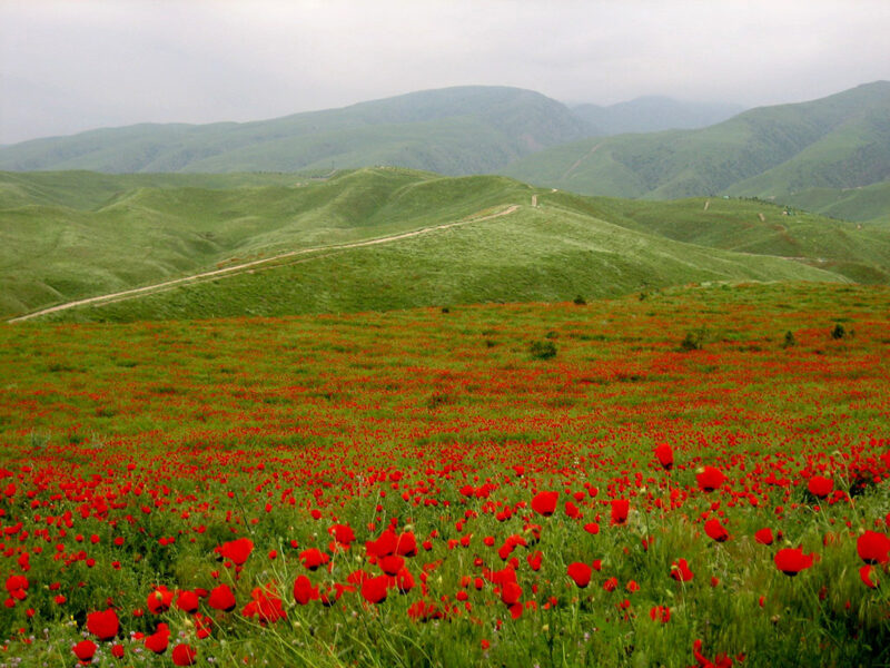 Прогноз погоды на 31 мая в столицах Центральной Азии