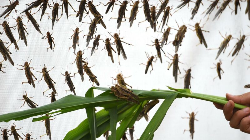 Обзор: на Иссык-Куле закрыли более десяти пансионатов; в Казахстане небывалое нашествие саранчи