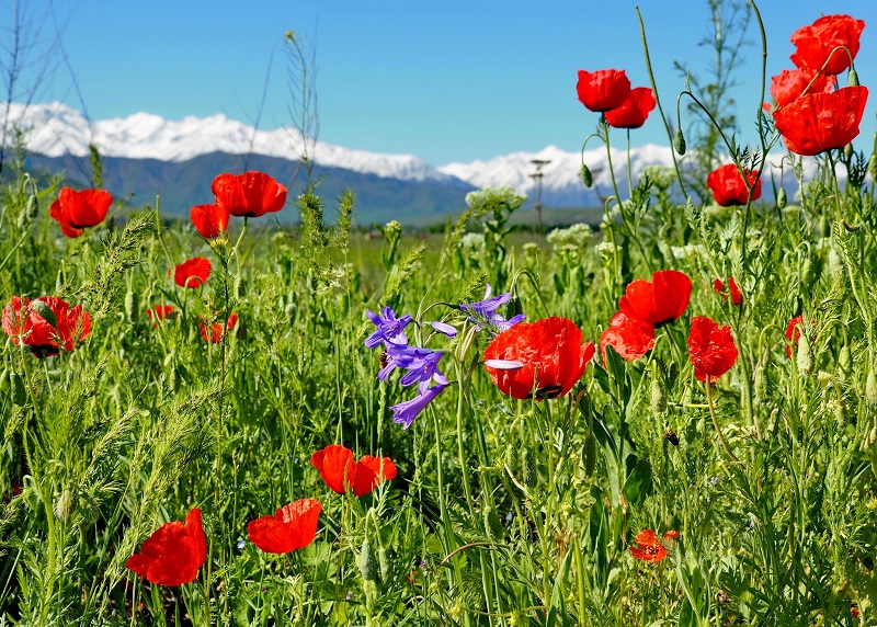 Маки Чуйской долины