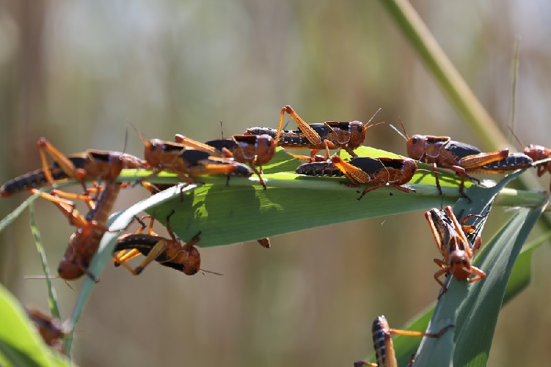 В Кыргызстане встречается более 50 видов саранчи