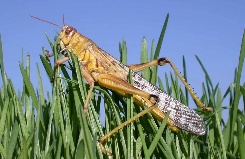 Казахстан все еще борется с саранчой Казахстан все еще борется с саранчой