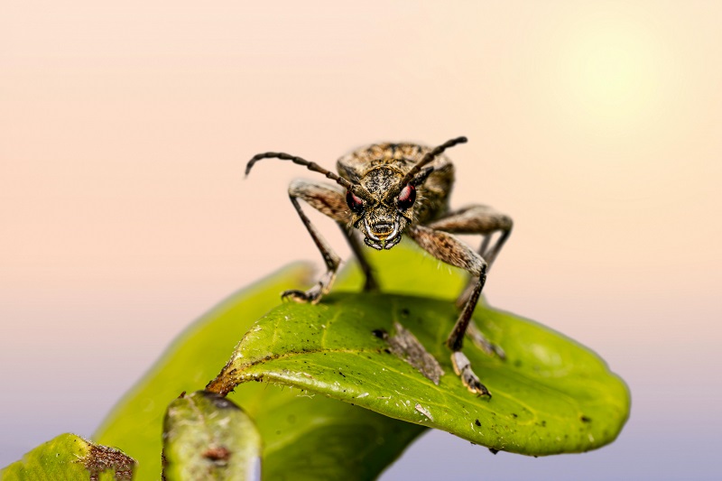 В Казахстане активно обрабатывают поля: азиатская саранча под контролем