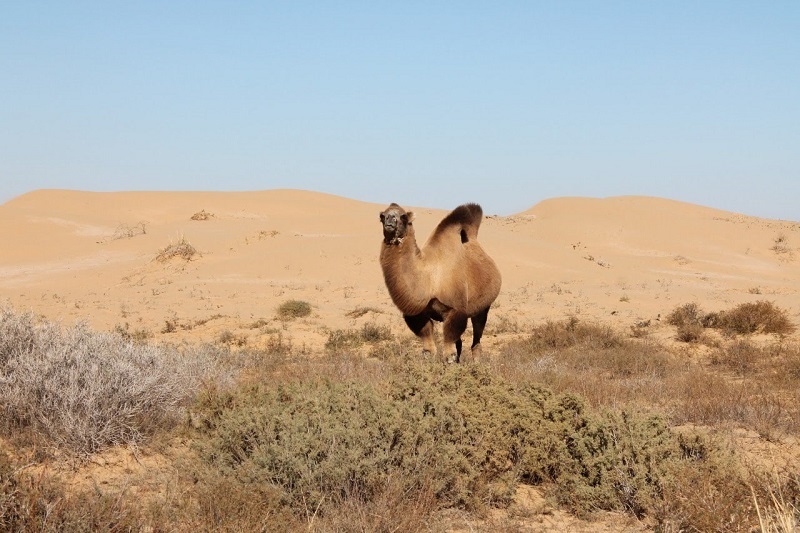 Прогноз погоды в столицах Центральной Азии на 18 июня