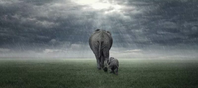 За 50 лет человек уничтожил почти 75% диких животных За 50 лет человек уничтожил почти 75% диких животных