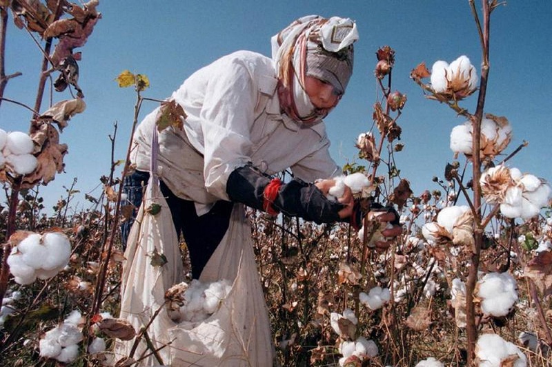 Евросоюз может запретить импорт хлопка из Туркменистана Евросоюз может запретить импорт хлопка из Туркменистана