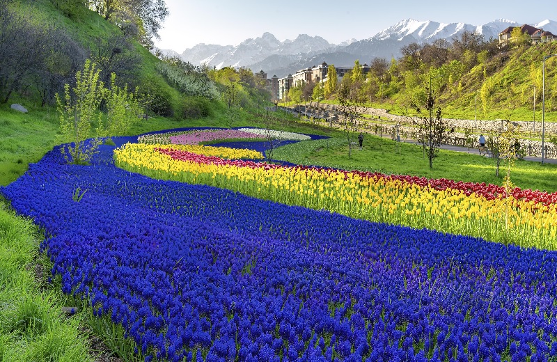 Қызғалдақтан лавандаға дейін: Алматы көпжылдық өсімдіктерді көбейтеді