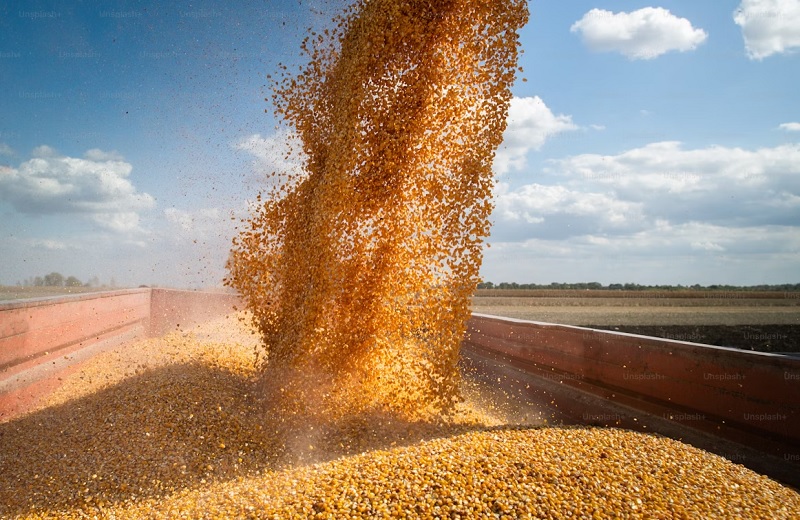 Казахстан и Китай запускают переработку зерна: выгоды, риски и прогнозы до 2030 года Казахстан и Китай запускают переработку зерна: выгоды, риски и прогнозы до 2030 года