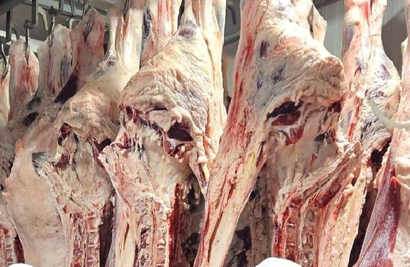 Мясо сайги безопасно: экспертиза и контроль на всех этапах туши - мясо сайги