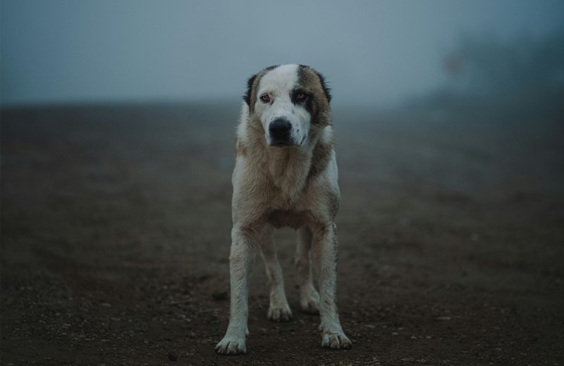 Символ гуманизма — бездомная собака на пустынной дороге, напоминающая о важности ответственного обращения с животными.
