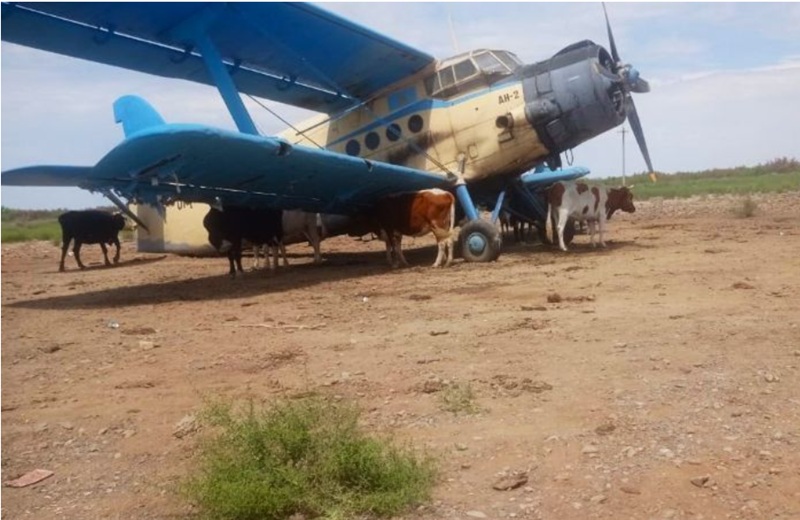 Самолет Ан-2, выведенный из эксплуатации по решению ААК, используется как укрытие для скота в Казахстане