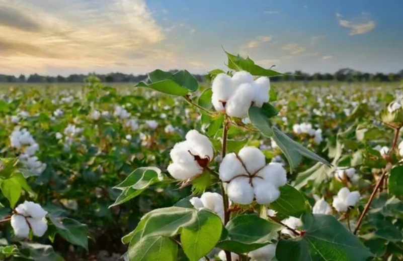 хлопок на полях - уборочная кампания хлопка