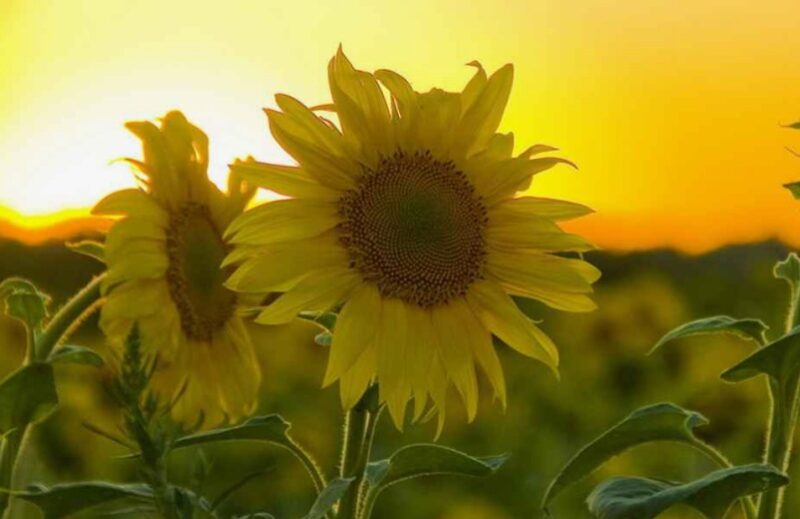 Уборочная кампания масличных культур