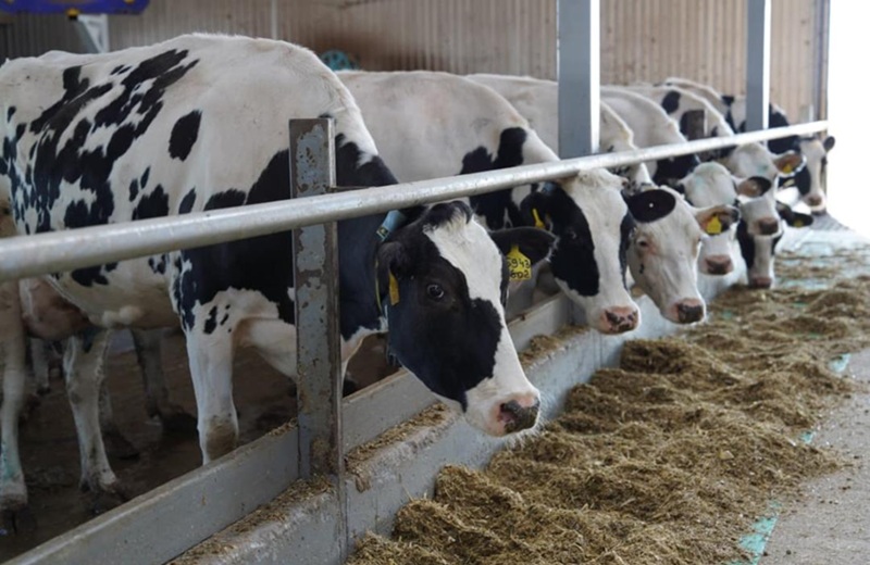 Экспорт животноводческой продукции Казахстана