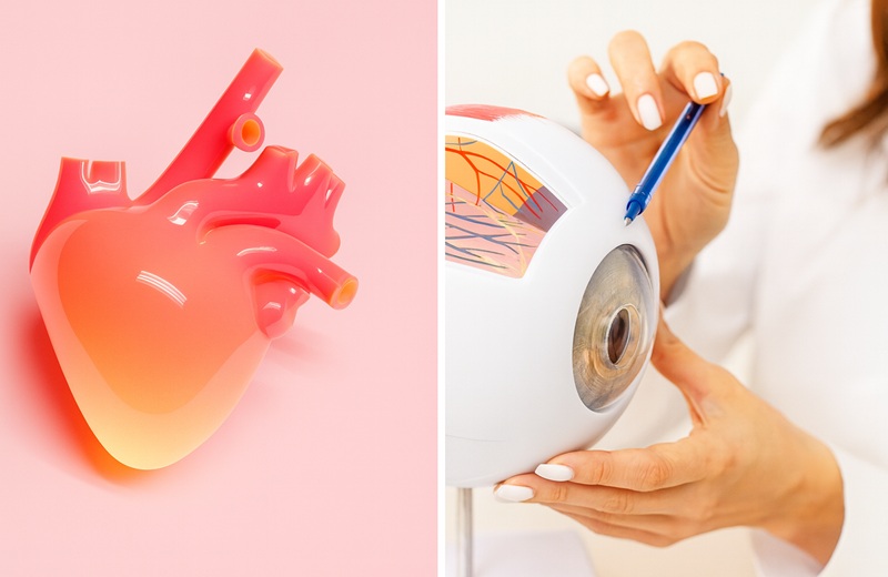 Глаза расскажут о сердце: учёные нашли способ прогнозировать риск сердечно-сосудистых заболеваний глаза помогают выявлять сердечно-сосудистые заболевания