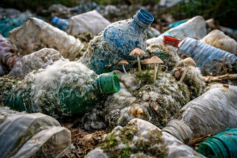 Aspergillus tubingensis - гриб поедающий пластик